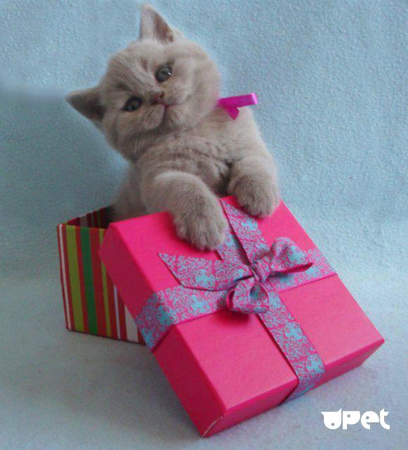 Как сделать подарок кошке