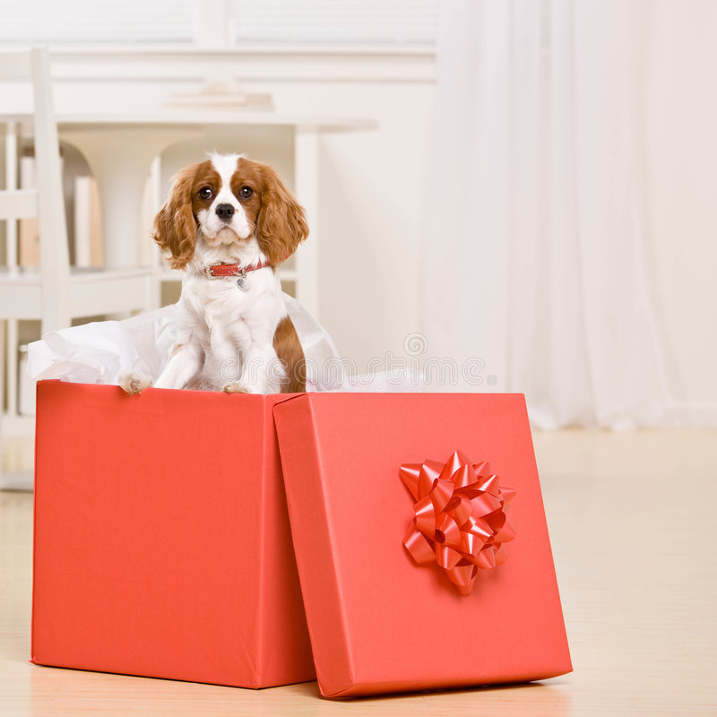 Что подарить собаке на новый год