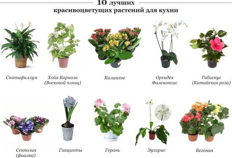 Азбука цветов или какие цветы дарить | затебя.ru
