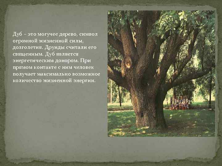 Предложение недалеко от дома росло дерево. Дуб краткое описание. Сообщение о дубе. Описать дерево дуб. Краткая информация про дуб.